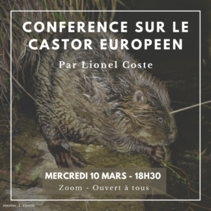 Conférence sur le castor européen par Lionel Coste, mercredi 10 mars à 18h30, Zoom - ouvert à tous