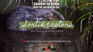 Samedi 10 avril RDV 8h devant la fac Sortie Castors avec Lionel Coste de Fiber Nature inscriptions à pole.mammalogie@gmail.com GNAUM