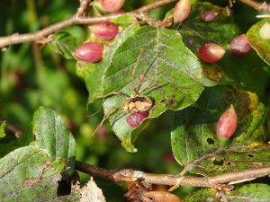 16-09-24 Brissaud A (10)  