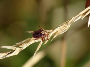 16-09-24 Brissaud A (13)  