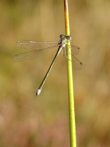 16-09-24 Brissaud A (29)  