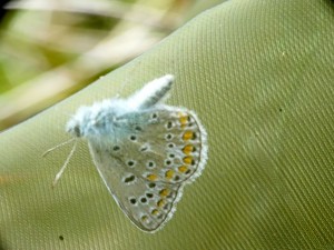 16-09-24 Brissaud A (33)  